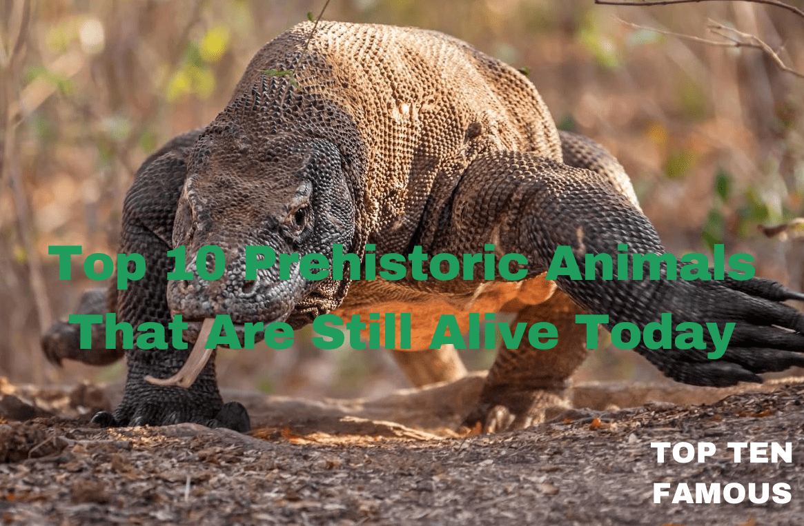 Top 10 Prehistoric Animals That Are Still Alive Today