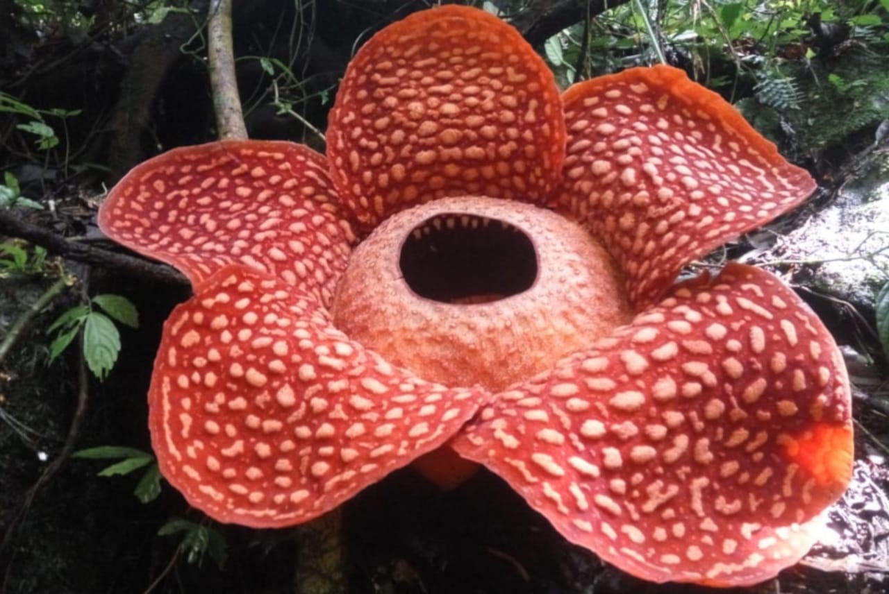 Corpse Flower (Rafflesia keithii) - WIERDEST FLOWER