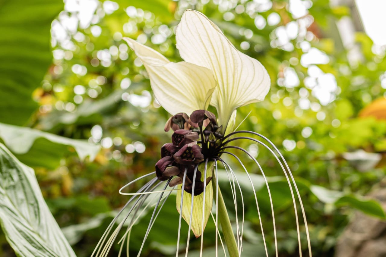 Bat plant (Tacca integrifolia) - WIERDEST FLOWER