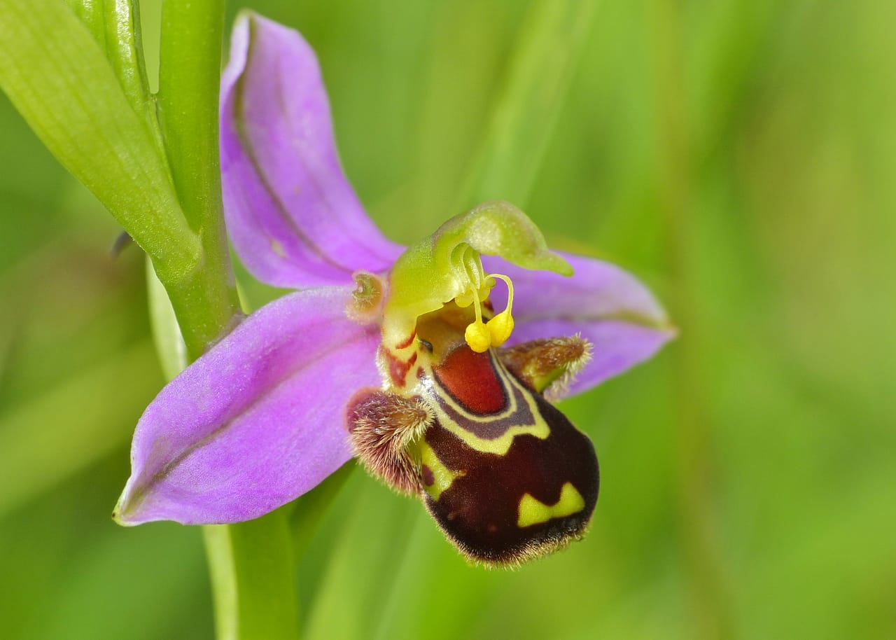 Bee Orchid (Ophrys apifera) - WIERDEST FLOWER