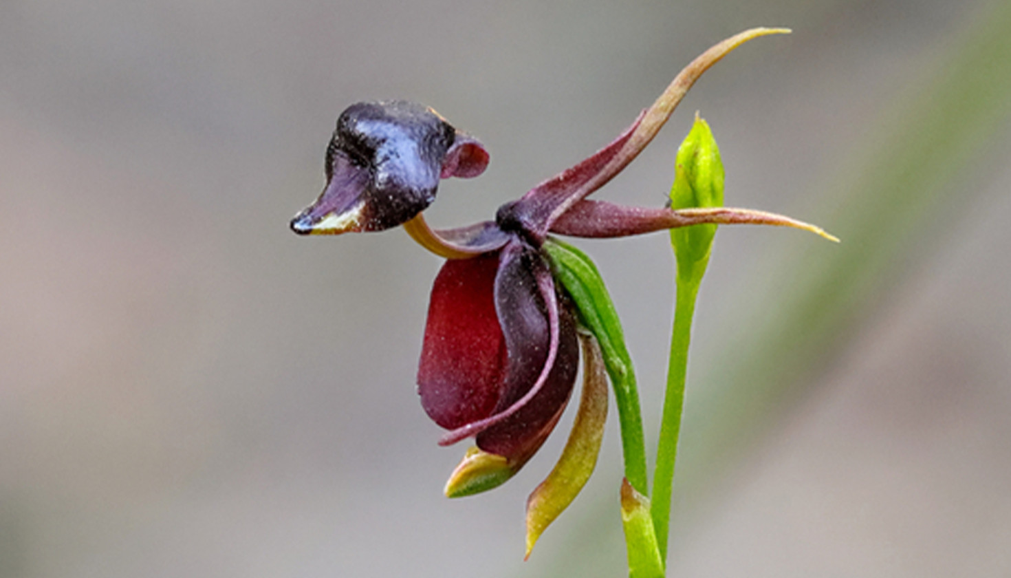  Flying Duck Orchid (Caleana major) - WIERDEST FLOWER