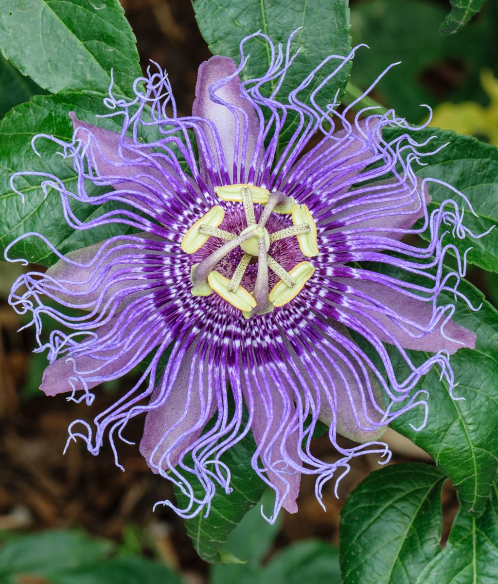 Passion Flower (Passiflora incarnata) - WIERDEST FLOWER