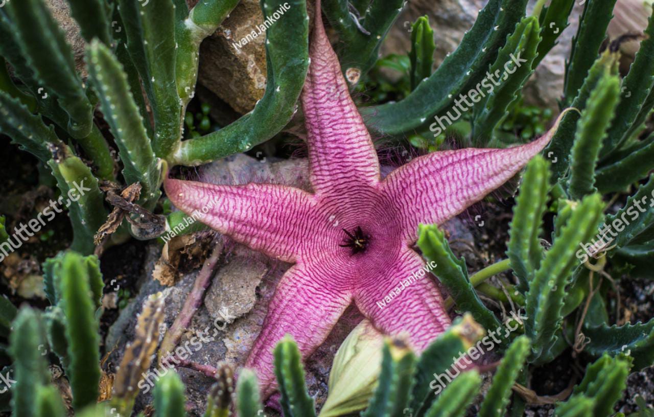 Star Flower (Stapelia grandiflora) - WIERDEST FLOWER