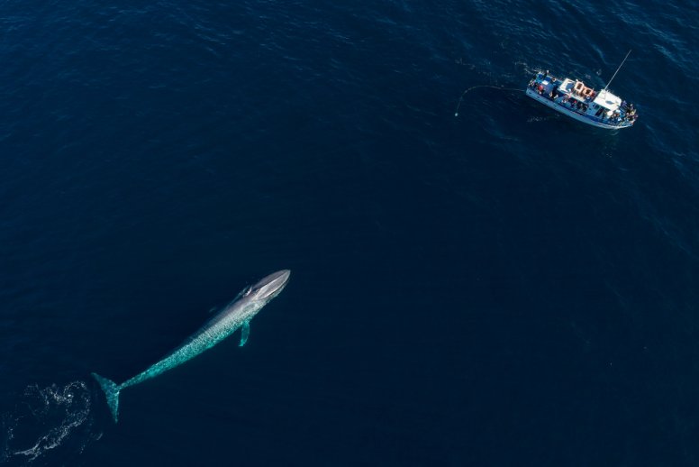  Interesting Blue Whale Facts