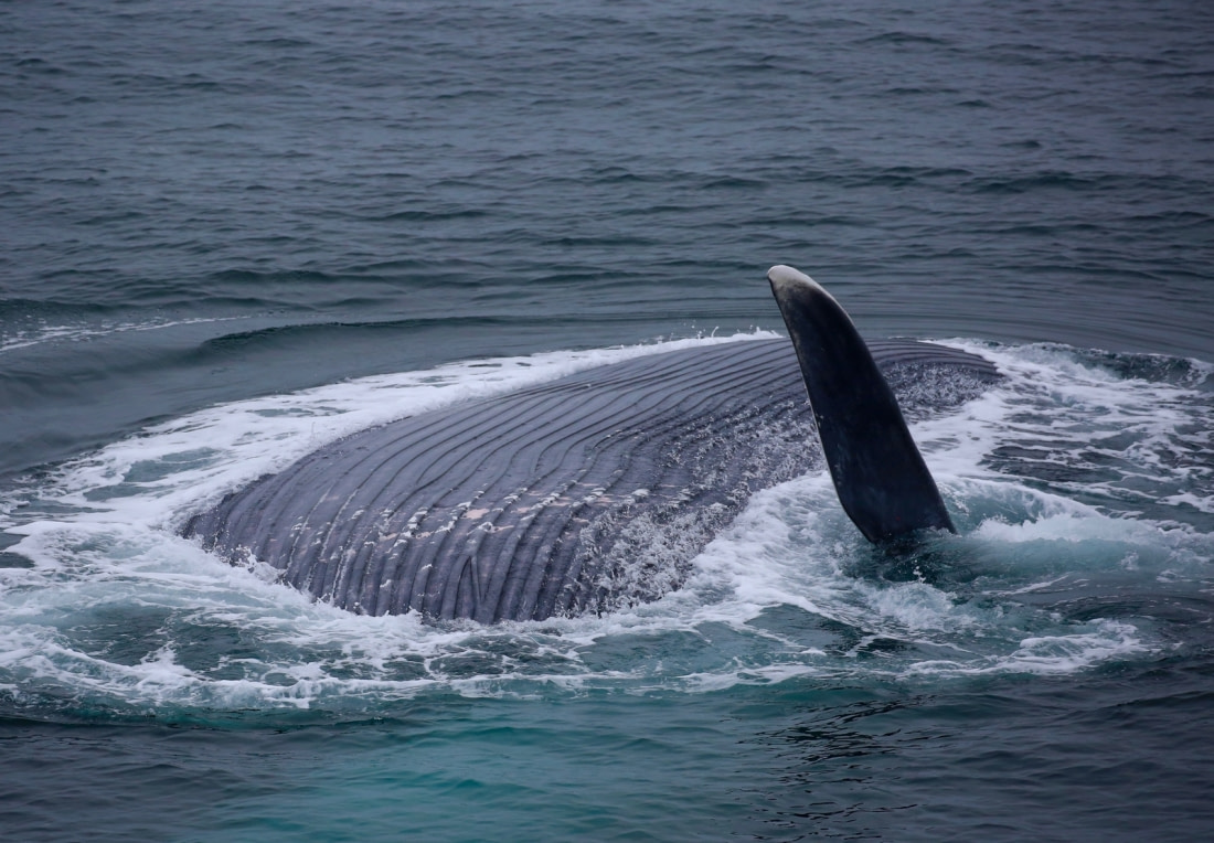  Interesting Blue Whale Facts