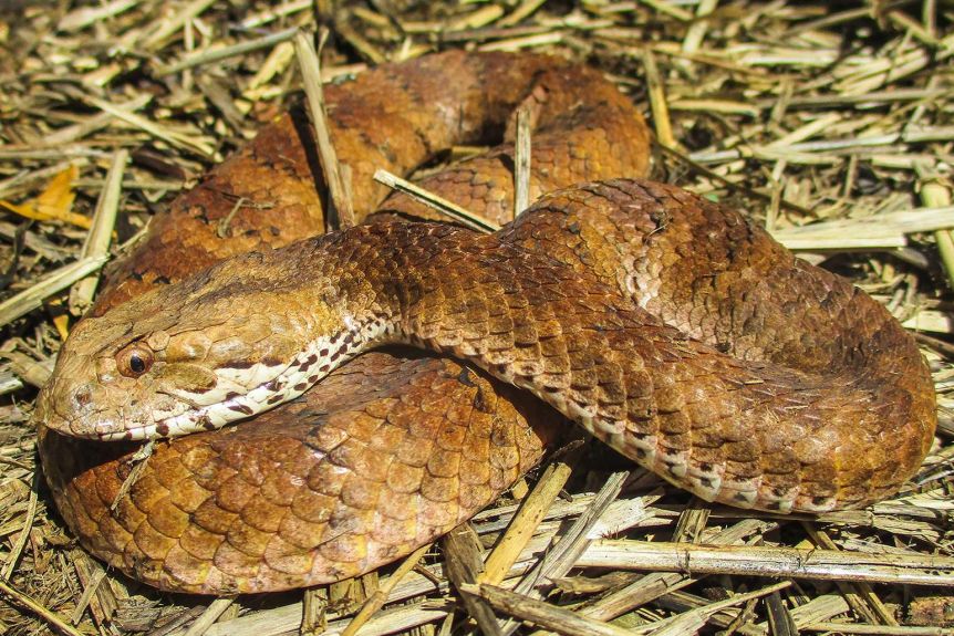 Common Death Adder - Fastest Snake In The World