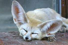 Fenne fox - Cutest Animals