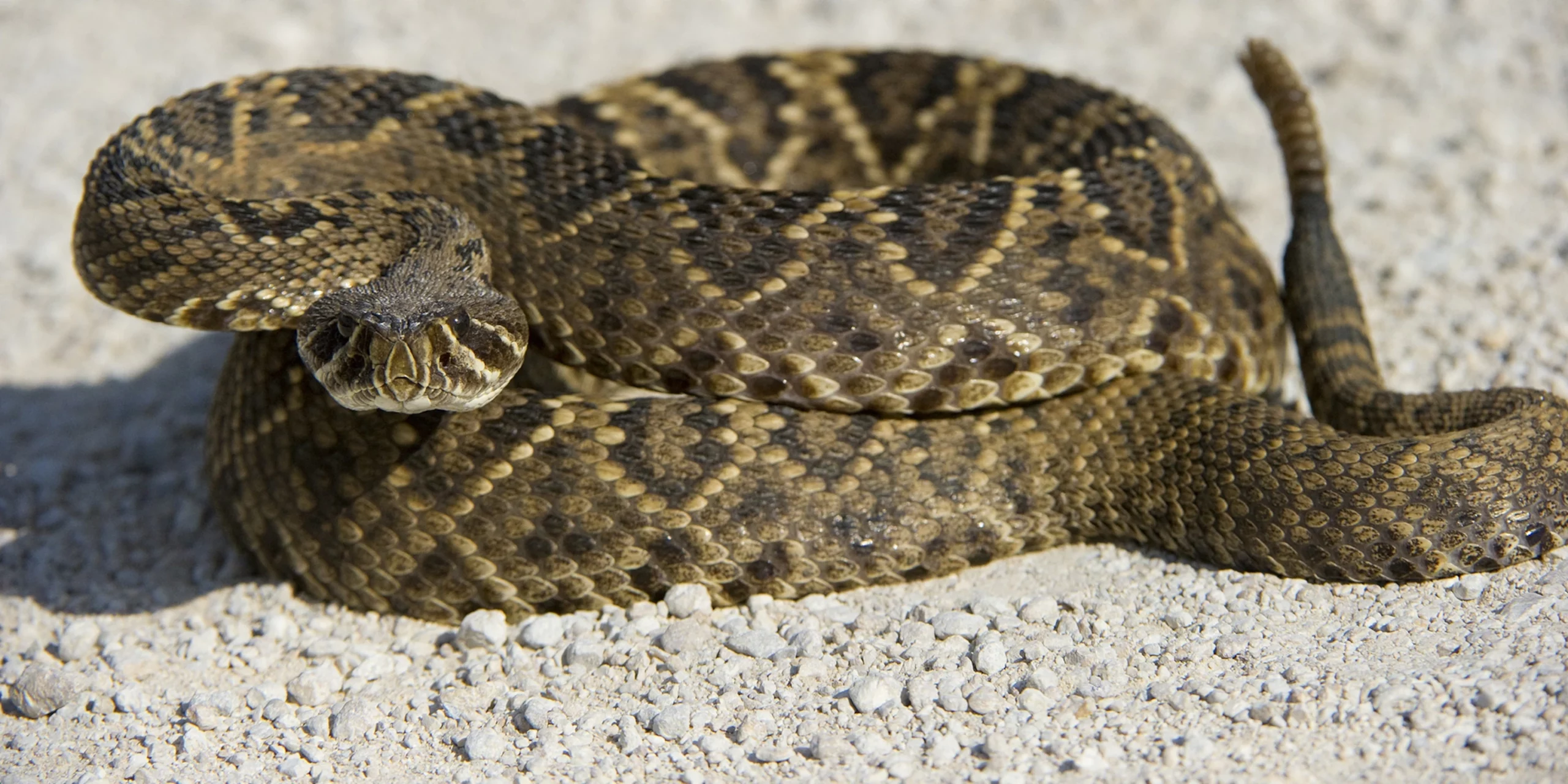Diamondback Rattle Snake - Fastest Snake In The World