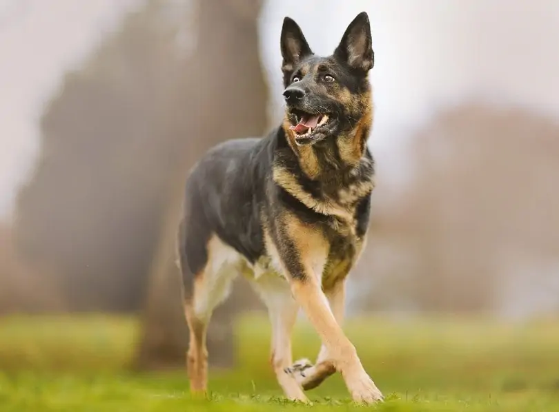 German Shepherds - Most Beautiful Dogs in the World