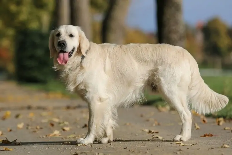 Golden Retriever - Most Beautiful Dogs in the World 