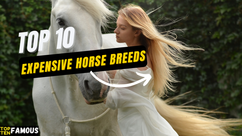 10 Most Expensive Horse Breeds In The World In 2022