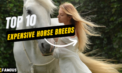 10 Most Expensive Horse Breeds In The World