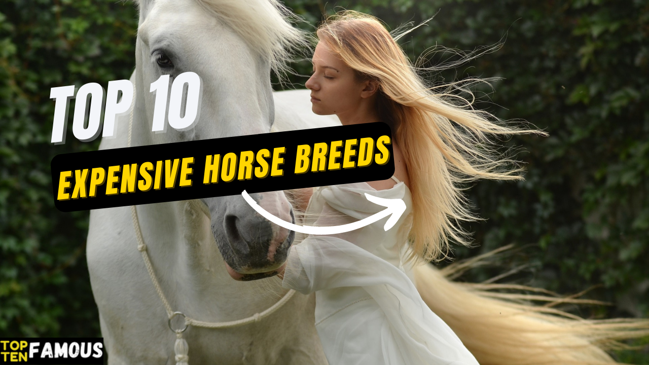 10 Most Expensive Horse Breeds In The World