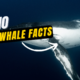 Blue Whale Facts