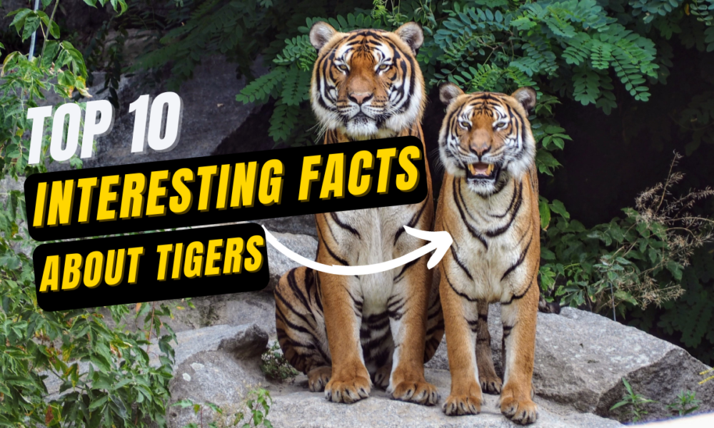 Top 10 Interesting Facts About Tigers For Kids(Shocks) In 2024