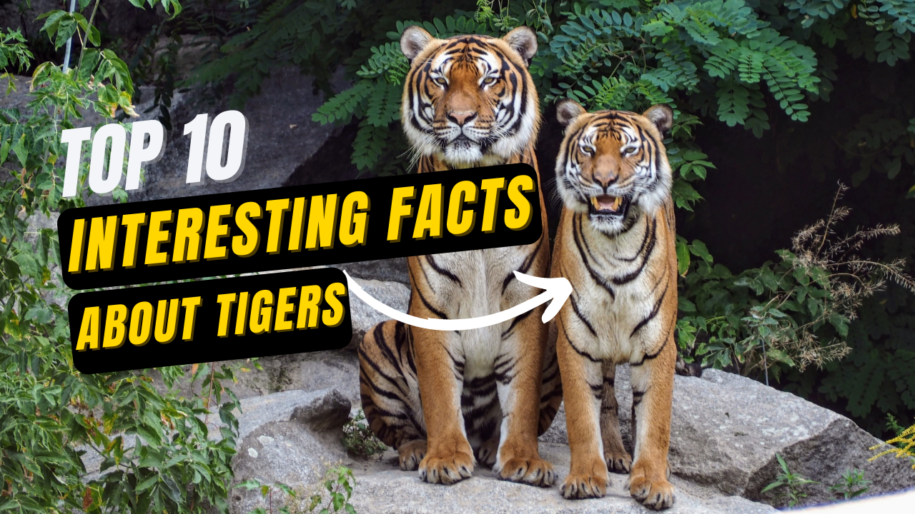 Top 10 Interesting Facts About Tigers for Kids(Shocks)