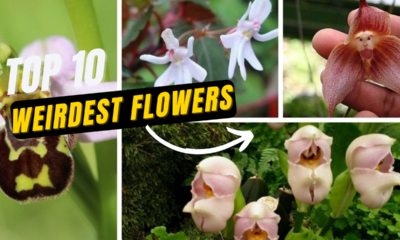 Top 10 Most Weirdest Flowers In The World