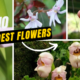 Top 10 Most Weirdest Flowers In The World