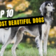 Top 10 Most Beautiful Dogs in the World