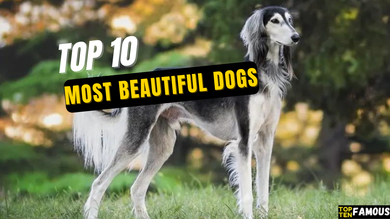 Top 10 Most Beautiful Dogs in the World