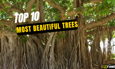 Top 10 Most Beautiful Trees in the World