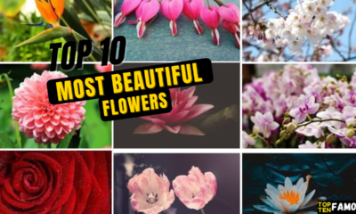 Top 10 Most Beautiful Flowers In The World