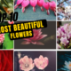 Top 10 Most Beautiful Flowers In The World
