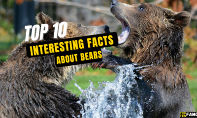 Top 10 Interesting Facts About Bears