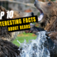 Top 10 Interesting Facts About Bears