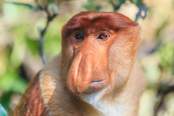 Proboscis Monkey - Funny Looking Animals