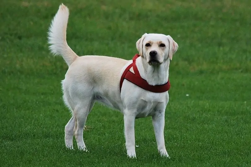 Labrador Retriever - Most Beautiful Dogs in the World