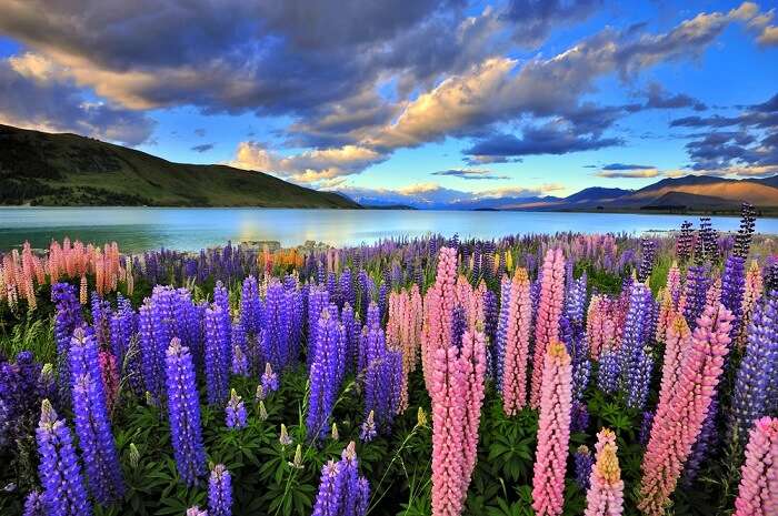 New Zealand (South Island) - Best Places to Photograph in the World