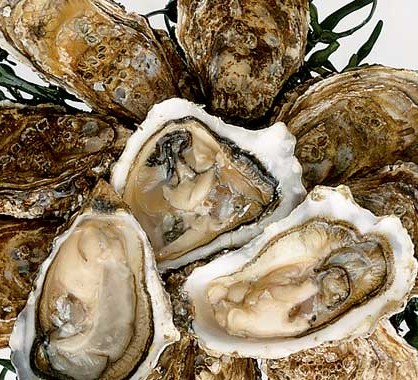 Oysters - Expensive Foods