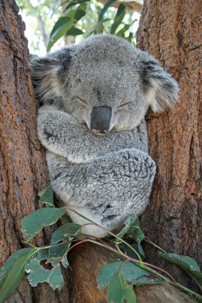 Koala - Cutest Animals