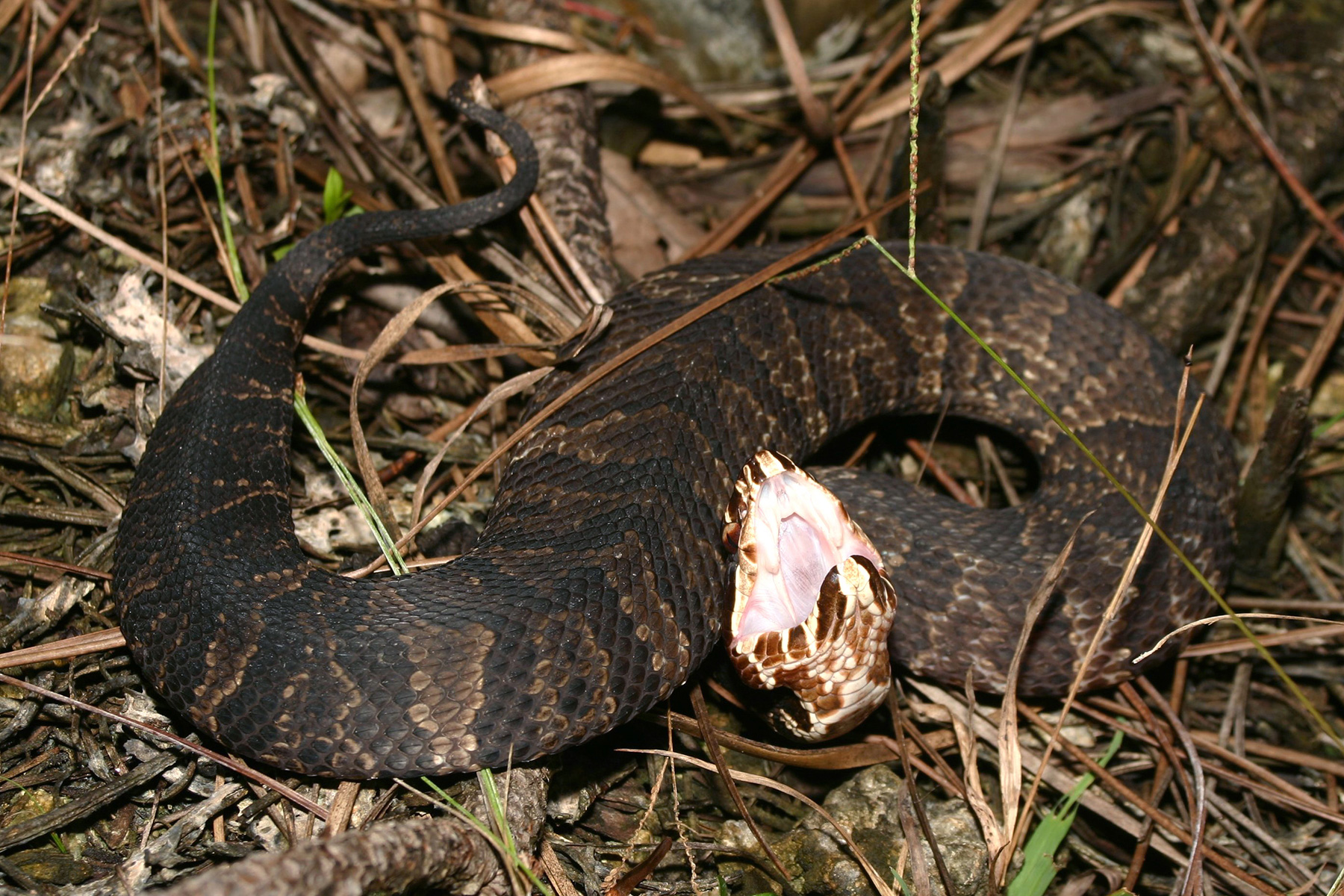 Cottonmouth Viper - Fastest Snake In The World