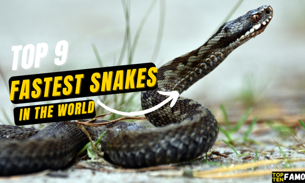 Top 9 Fastest Snakes In The World (*Speedy*) In 2024