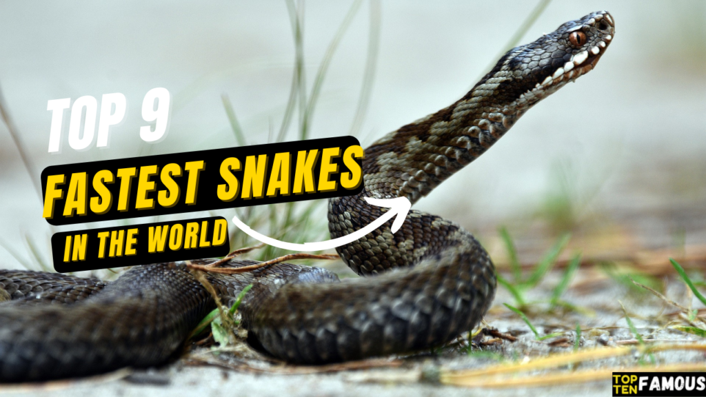 top-9-fastest-snakes-in-the-world-speedy-in-2022