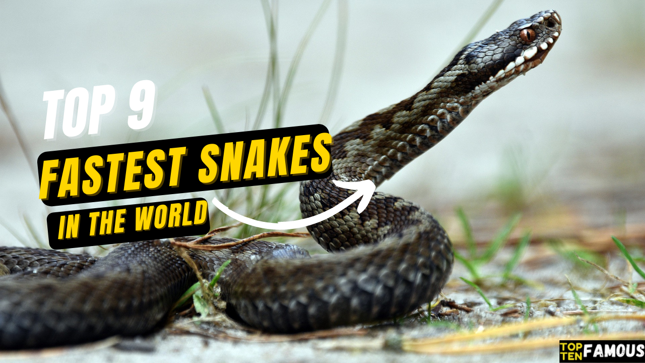 Top 9 Fastest Snakes In The World