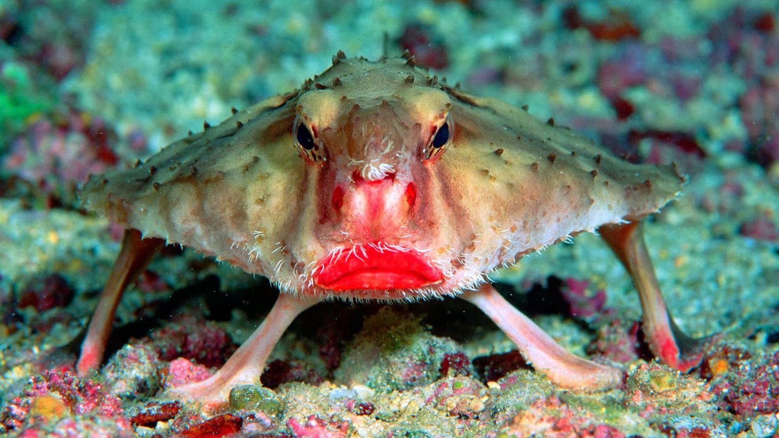 Red Lipped Batfish - Funny Looking Animals