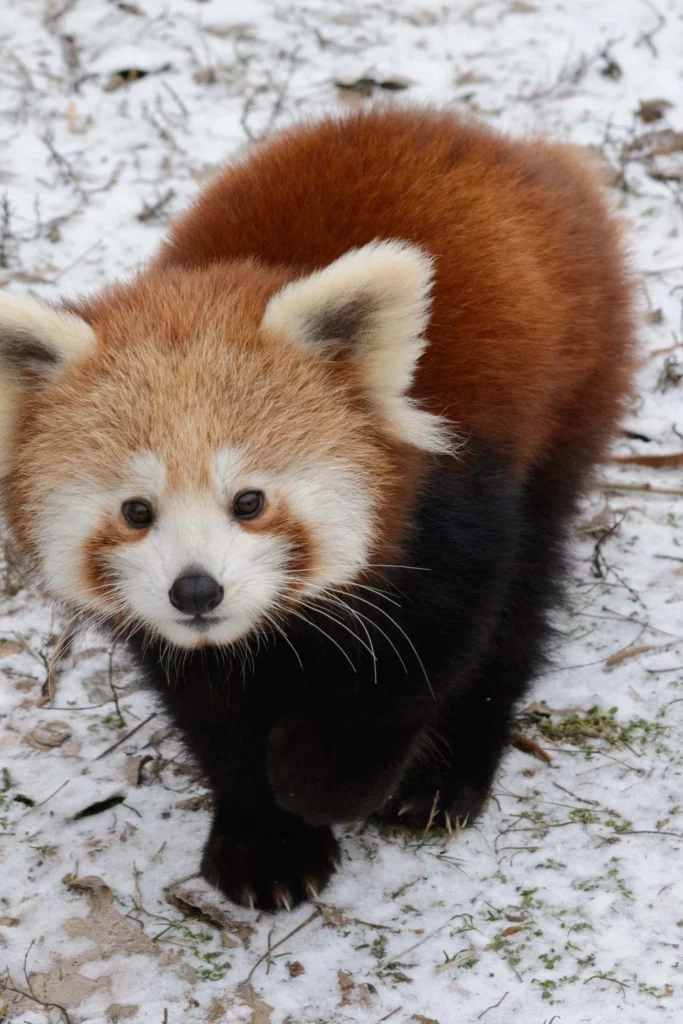 Red Panda - Cutest Animals