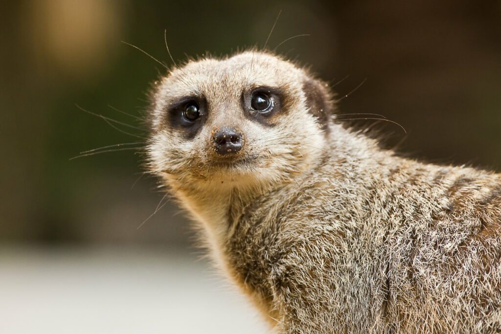 Meerkats - Cutest Animals