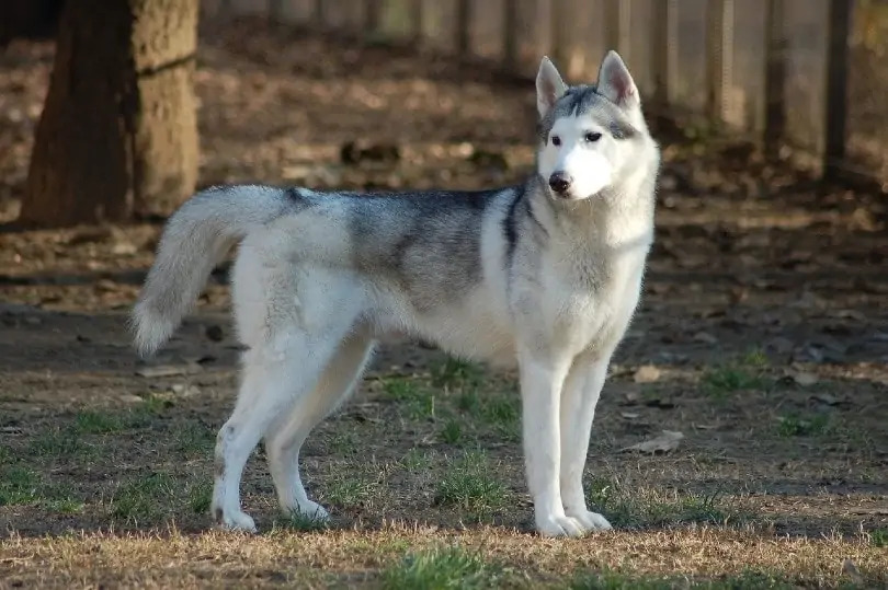 Siberian Huskies - Most Beautiful Dogs in the World