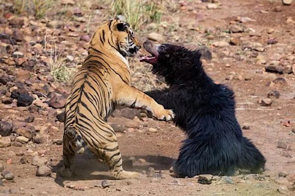 Tigers sometime hunt and kill bears