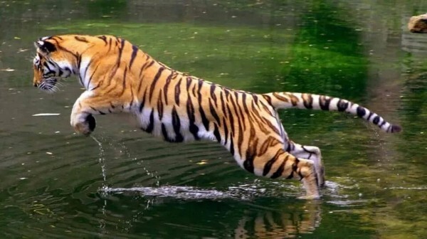 Tigers are considered to be smartest among all big-cats
