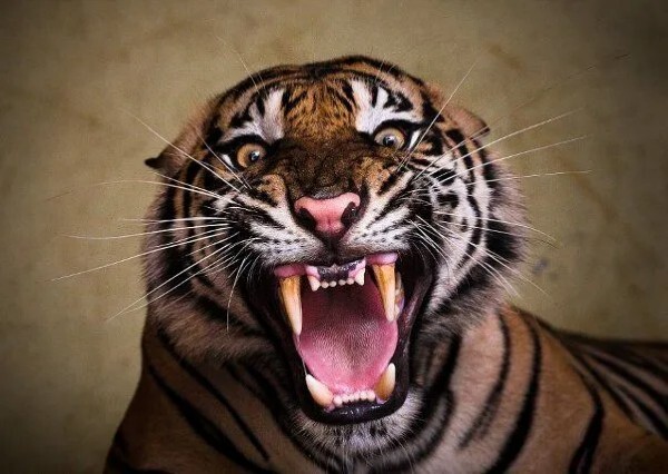 A tiger’s roar can paralyze prey