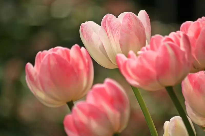 Tulips.webp