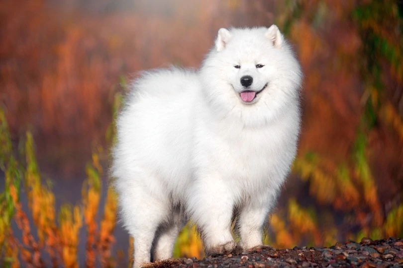 Samoyed - Most Beautiful Dogs in the World