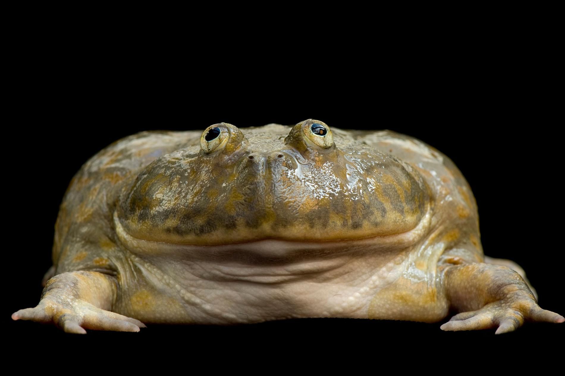 Budgett's Frog (Lep-idobatrachus laevis)-Cute Frog Breeds and Their Stories