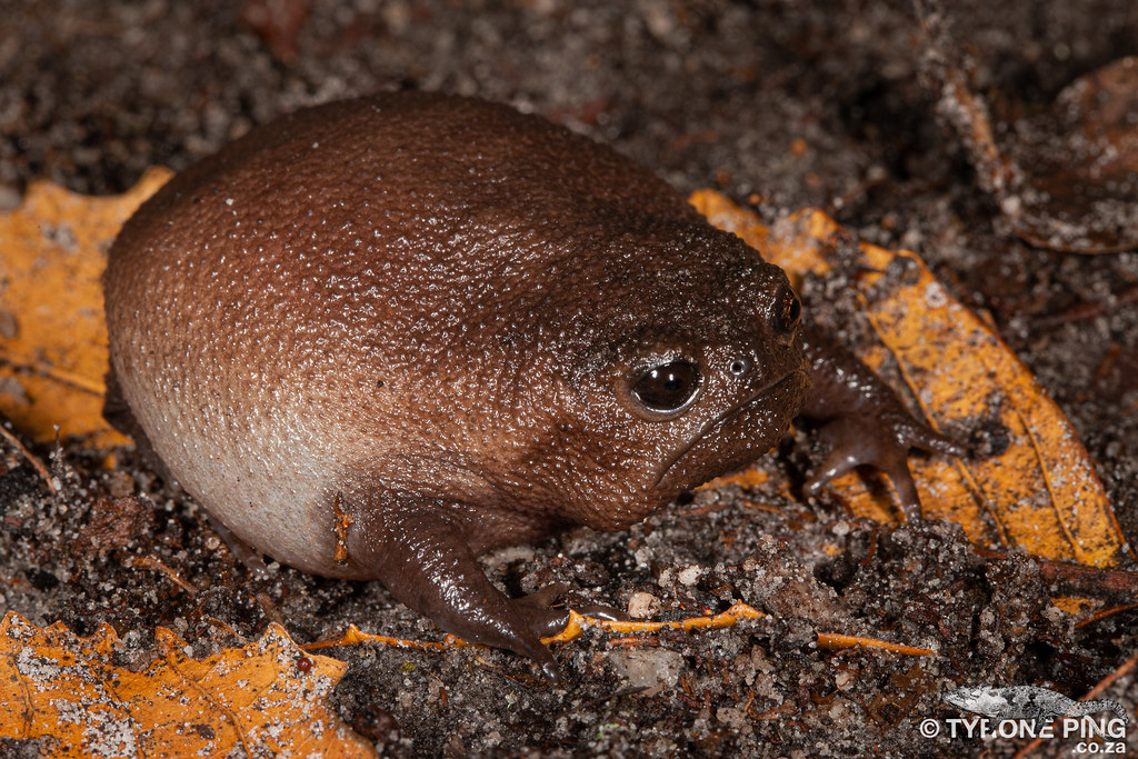 Black Rain Frog (Breviceps fuscus)-Cute Frog Breeds and Their Stories