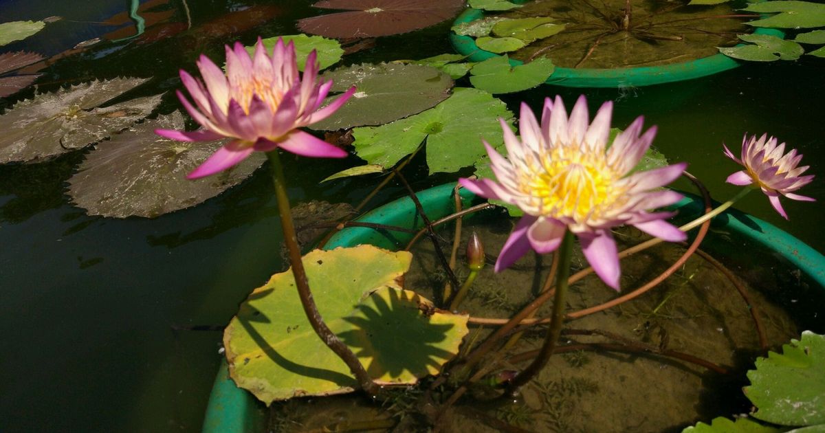 Water Lilies-Most Beautiful Flowers in the World (Pictures)